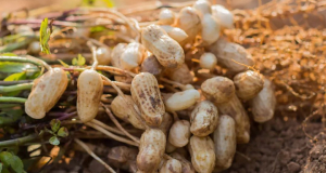 Why do Chinese people love peanuts?